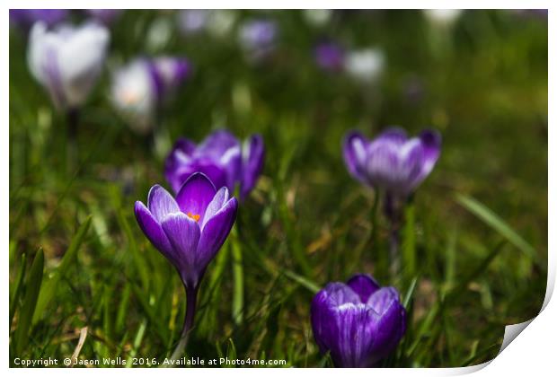 Crocuses out at Hesketh Park Print by Jason Wells