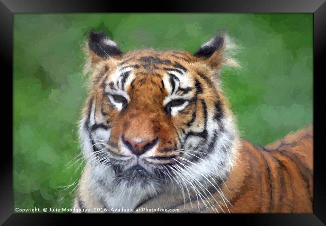 Amur Tiger Framed Print by Julie Woodhouse