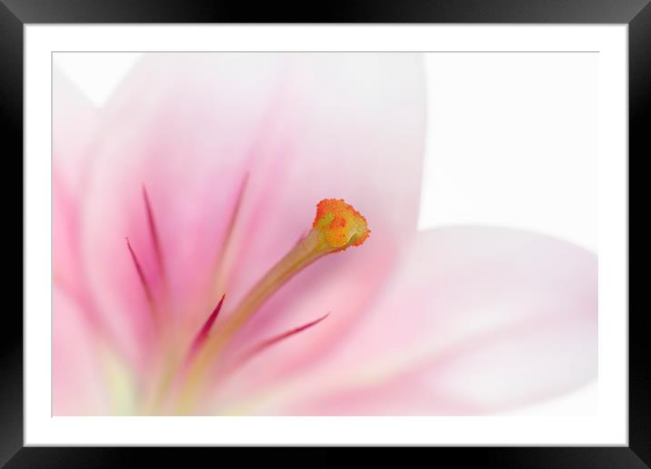 Beautiful Lily Framed Mounted Print by Melanie Viola