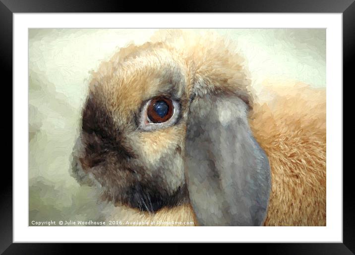 Lop eared dwarf rabbit Framed Mounted Print by Julie Woodhouse