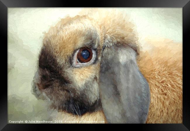 Lop eared dwarf rabbit Framed Print by Julie Woodhouse