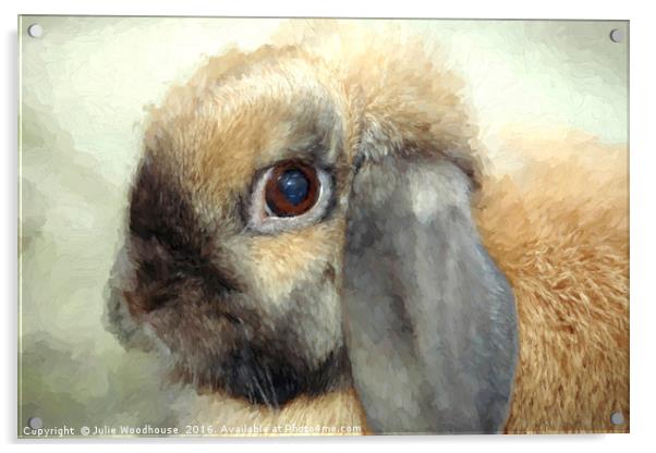 Lop eared dwarf rabbit Acrylic by Julie Woodhouse