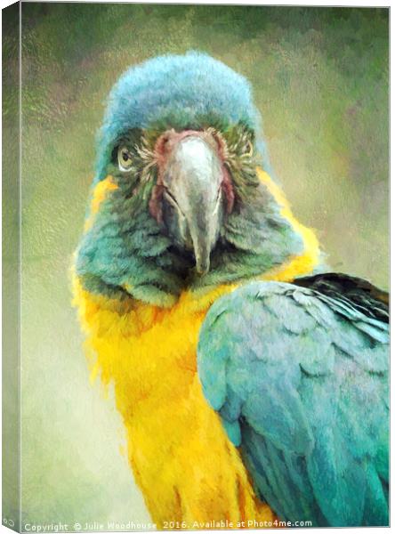 Blue-throated Macaw Ara glaucogularis Canvas Print by Julie Woodhouse