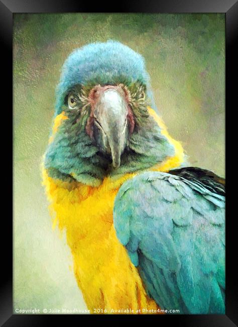 Blue-throated Macaw Ara glaucogularis Framed Print by Julie Woodhouse