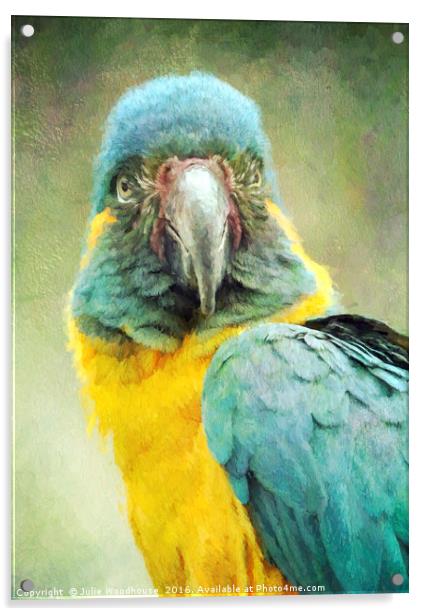 Blue-throated Macaw Ara glaucogularis Acrylic by Julie Woodhouse