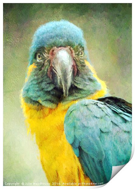 Blue-throated Macaw Ara glaucogularis Print by Julie Woodhouse