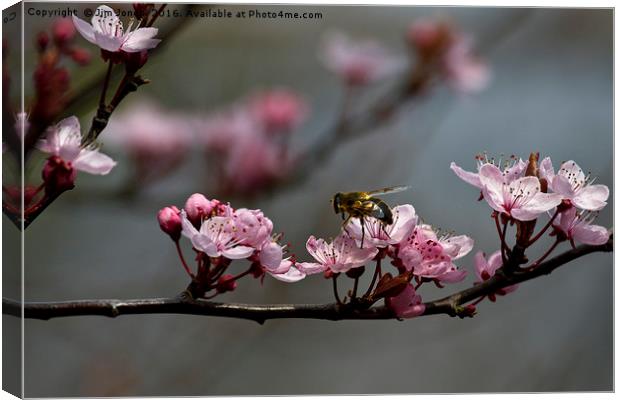Bee, blossom and promise of spring Canvas Print by Jim Jones