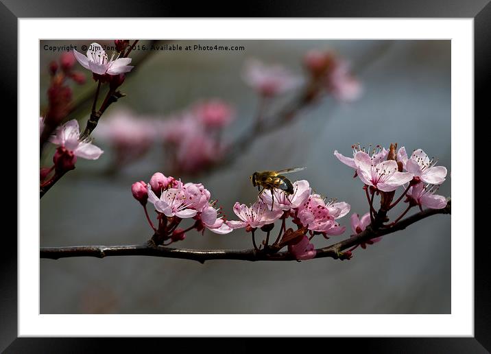 Bee, blossom and promise of spring Framed Mounted Print by Jim Jones