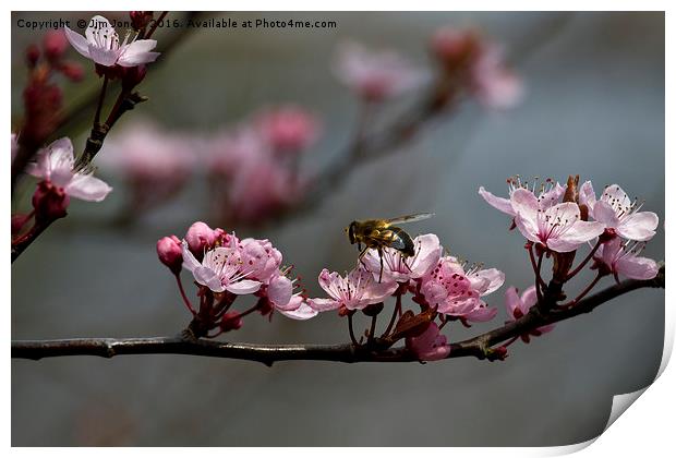 Bee, blossom and promise of spring Print by Jim Jones
