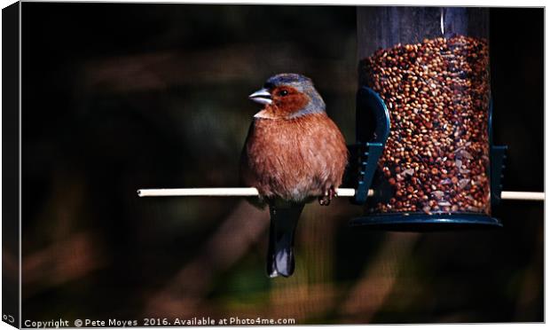 Chaffinch on the Feeder Canvas Print by Pete Moyes