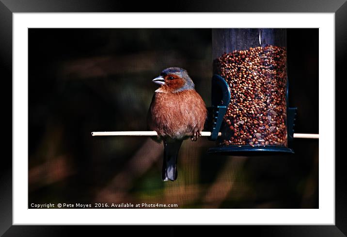 Chaffinch on the Feeder Framed Mounted Print by Pete Moyes