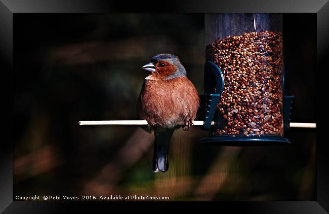 Chaffinch on the Feeder Framed Print by Pete Moyes