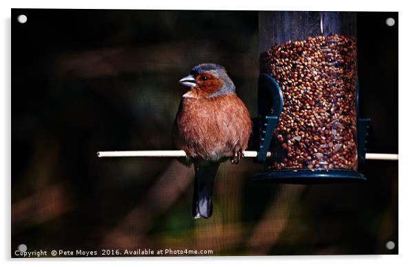 Chaffinch on the Feeder Acrylic by Pete Moyes