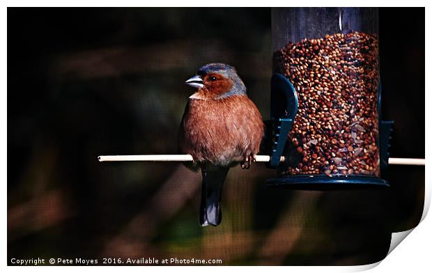 Chaffinch on the Feeder Print by Pete Moyes