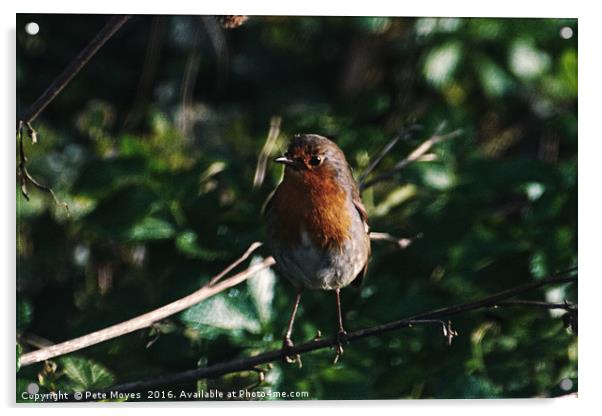 Robin on the lookout  Acrylic by Pete Moyes