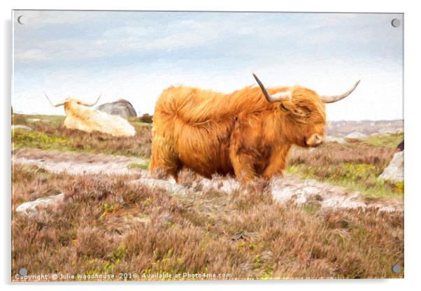 Highland Cattle Acrylic by Julie Woodhouse