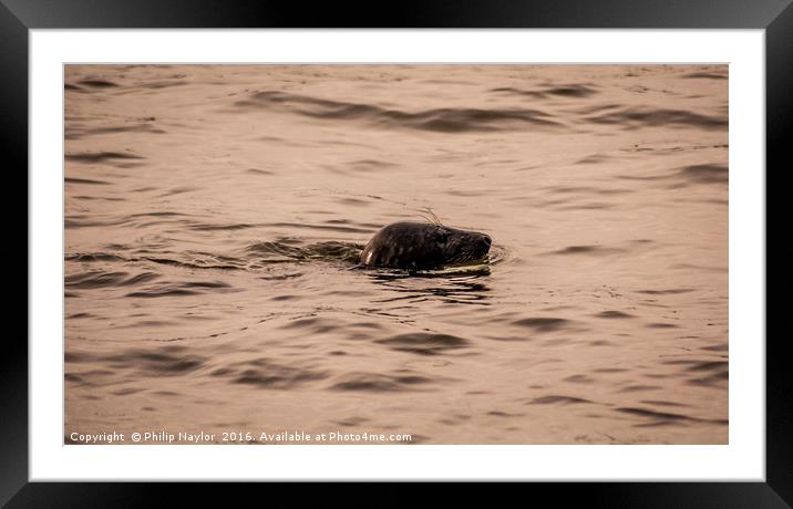 Seal off St. Mary's Framed Mounted Print by Naylor's Photography
