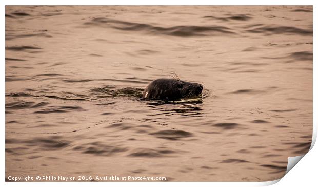 Seal off St. Mary's Print by Naylor's Photography