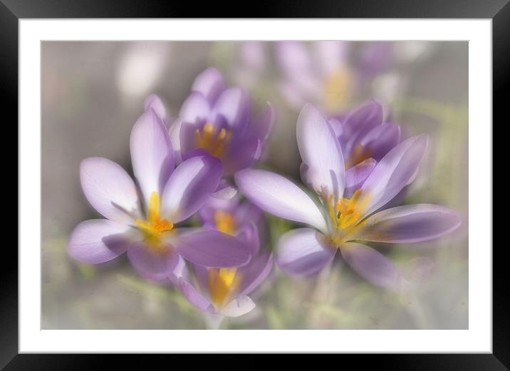 Springtime Dreams Framed Mounted Print by Jacqi Elmslie