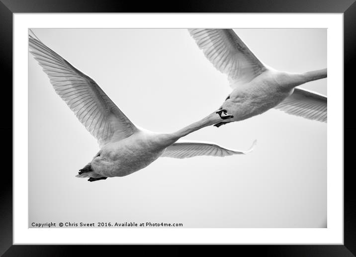 Swan Flyby Framed Mounted Print by Chris Sweet