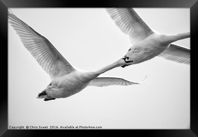Swan Flyby Framed Print by Chris Sweet