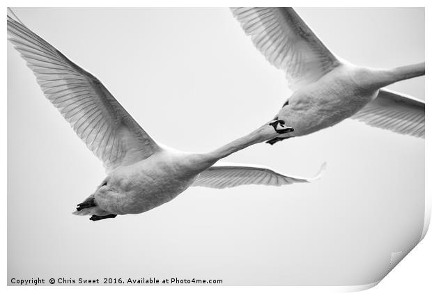 Swan Flyby Print by Chris Sweet