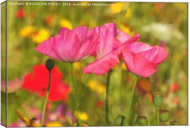 "PINK POPPIES IN THE WINDY WILD FLOWER MEADOW" Canvas Print by ROS RIDLEY