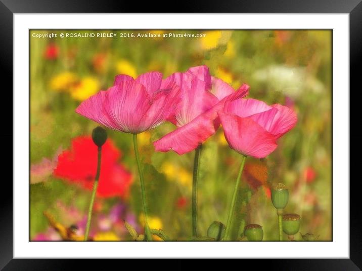 "PINK POPPIES IN THE WINDY WILD FLOWER MEADOW" Framed Mounted Print by ROS RIDLEY