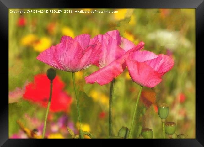 "PINK POPPIES IN THE WINDY WILD FLOWER MEADOW" Framed Print by ROS RIDLEY