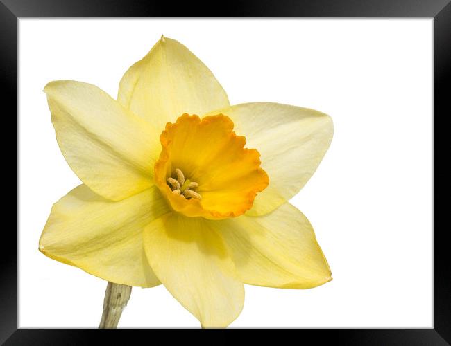 Daffodil Framed Print by Mick Sadler ARPS