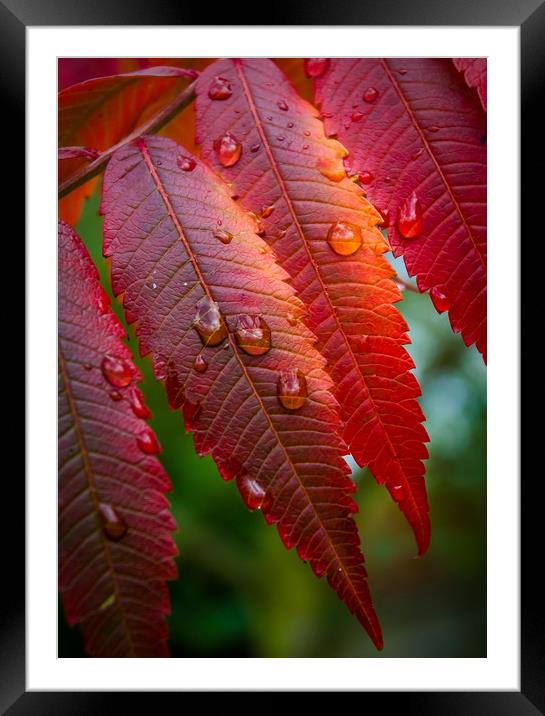 Autumn red Framed Mounted Print by Mick Sadler ARPS