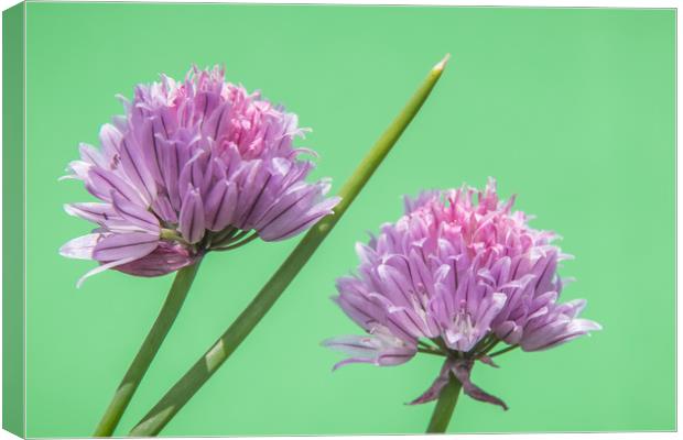 Flowering Chives Canvas Print by Mick Sadler ARPS