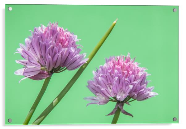 Flowering Chives Acrylic by Mick Sadler ARPS