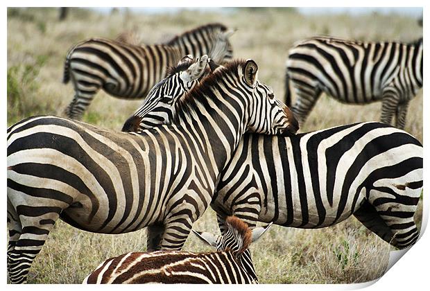 Zebras Print by Gary Miles