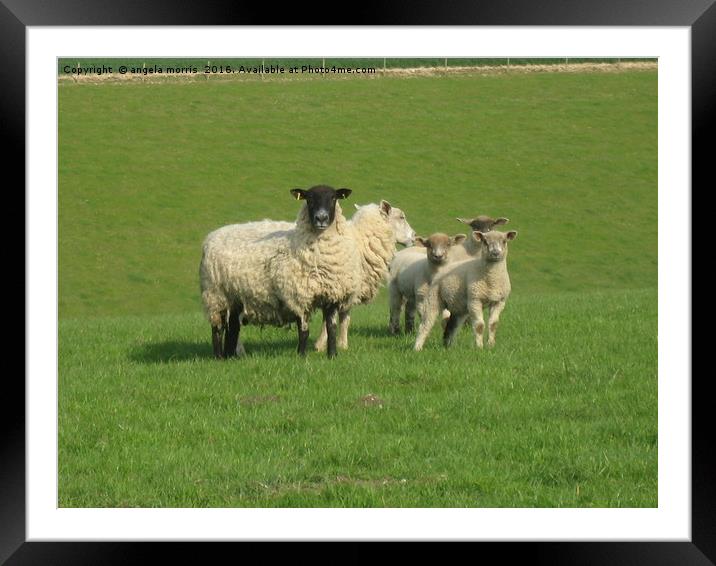Sheep with Lambs Framed Mounted Print by angela morris