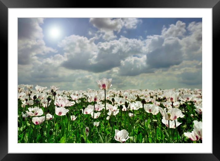 Poppies in the sun  Framed Mounted Print by Shaun Jacobs