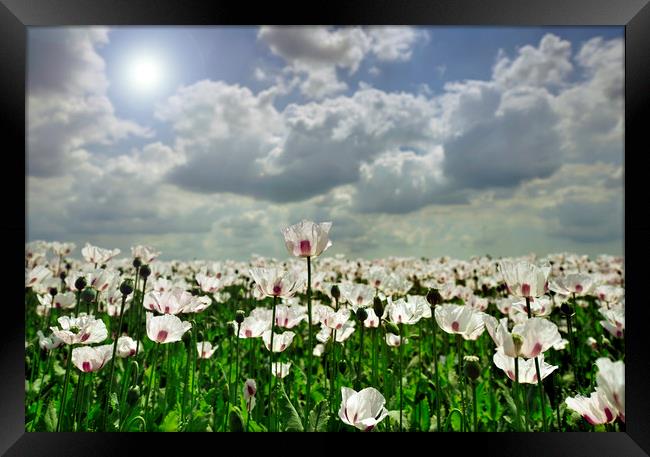 Poppies in the sun  Framed Print by Shaun Jacobs