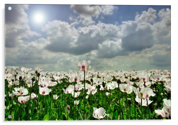 Poppies in the sun  Acrylic by Shaun Jacobs