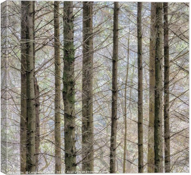 Wintry forest Canvas Print by Leighton Collins