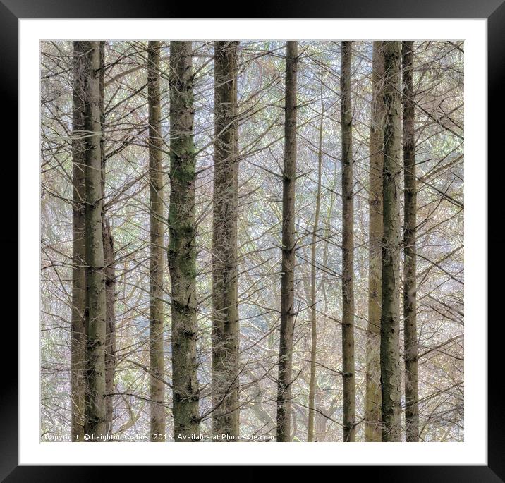 Wintry forest Framed Mounted Print by Leighton Collins