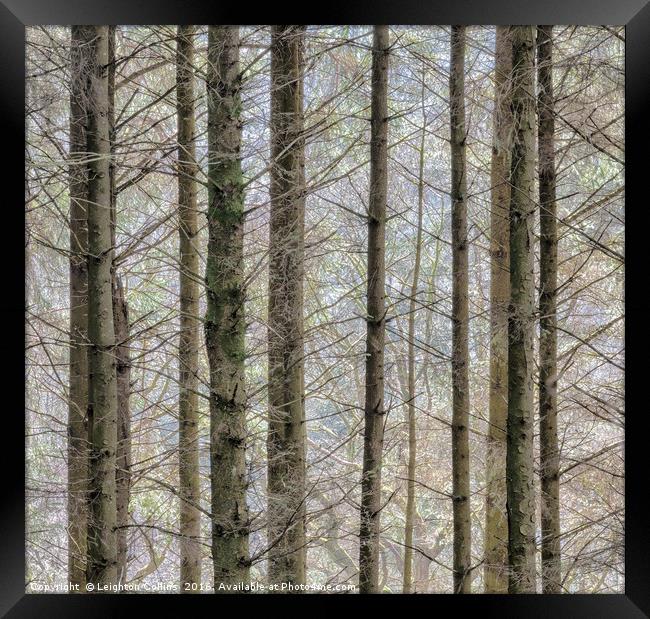 Wintry forest Framed Print by Leighton Collins
