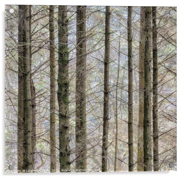 Wintry forest Acrylic by Leighton Collins