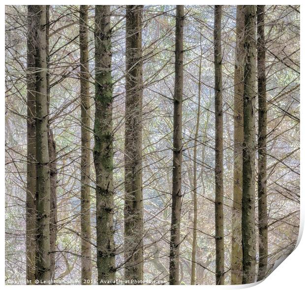 Wintry forest Print by Leighton Collins