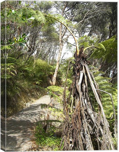 Nature Trail Canvas Print by Craig Law