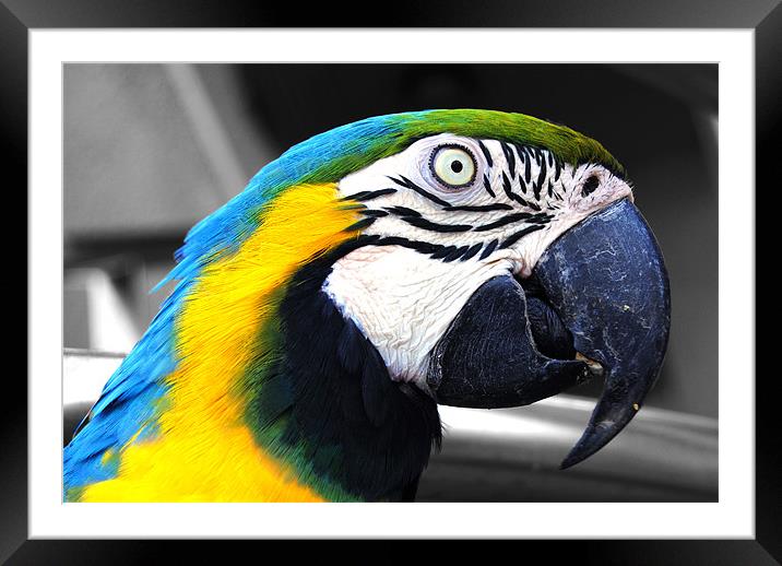 Macaw Framed Mounted Print by Rob Hawkins