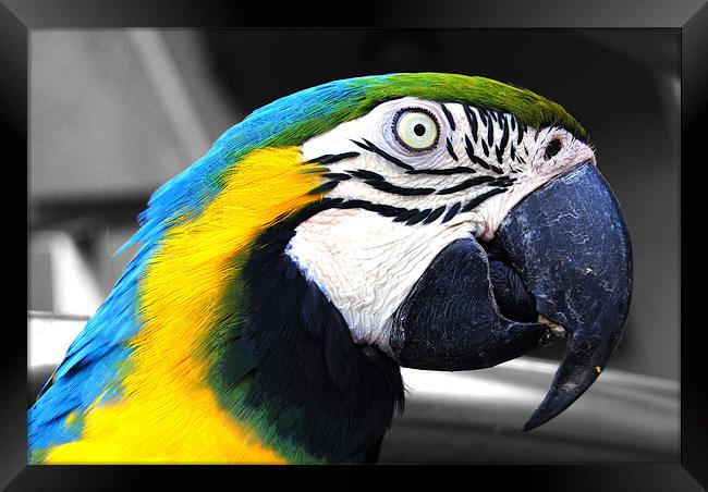 Macaw Framed Print by Rob Hawkins