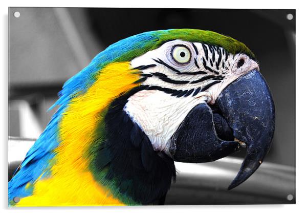Macaw Acrylic by Rob Hawkins