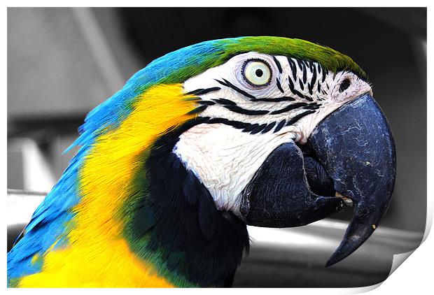 Macaw Print by Rob Hawkins
