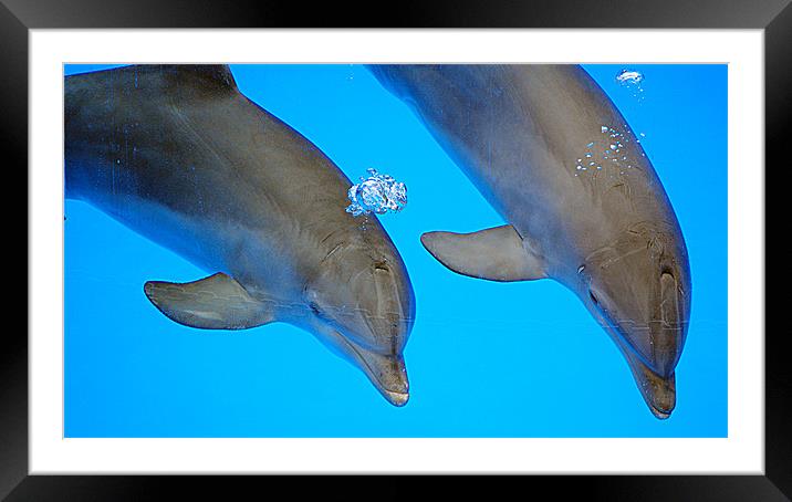 Underwater Dolphins Framed Mounted Print by Rob Hawkins