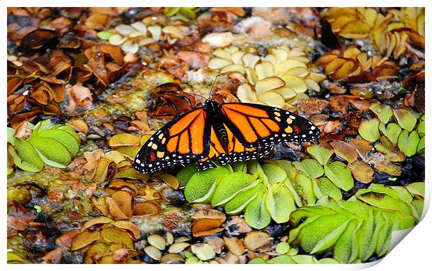 Butterfly on the pond Print by Rob Hawkins